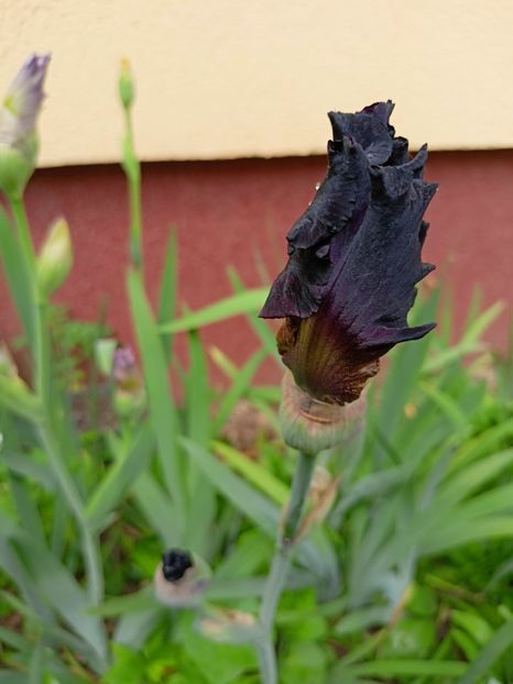  - Grădina 2023 continuare 2