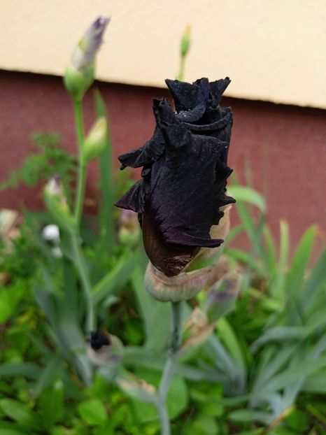  - Grădina 2023 continuare 2