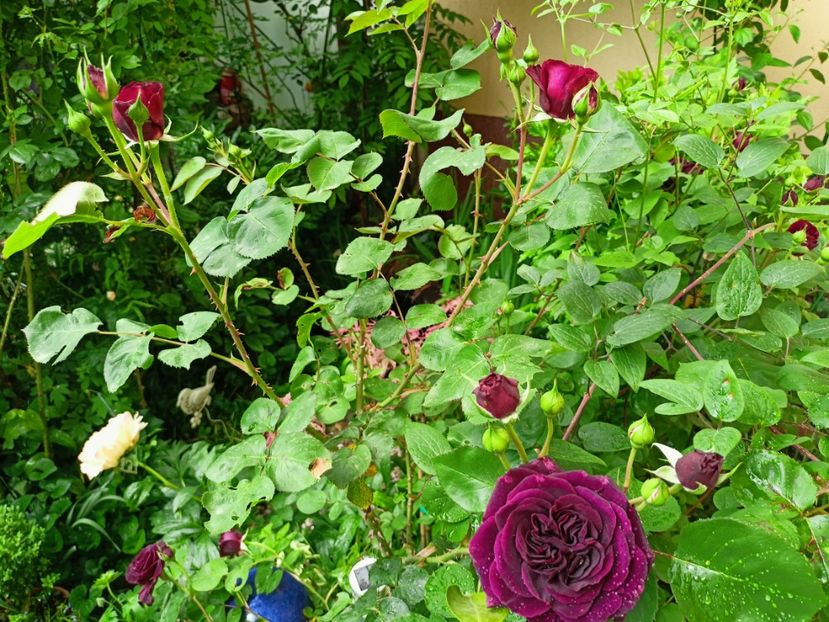  - Grădina 2023 continuare 2