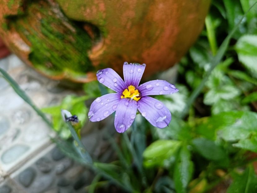  - Grădina 2023 continuare 2