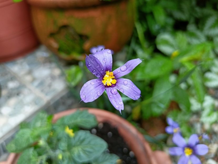  - Grădina 2023 continuare 2