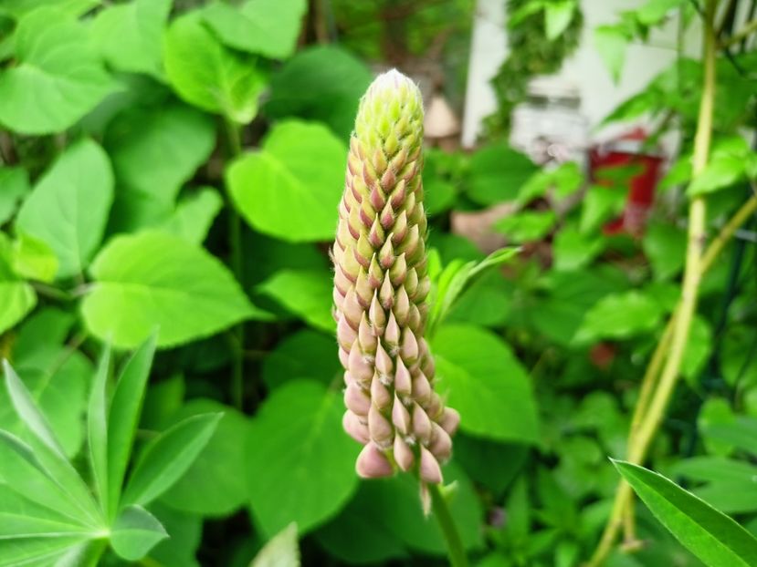  - Grădina 2023 continuare 2