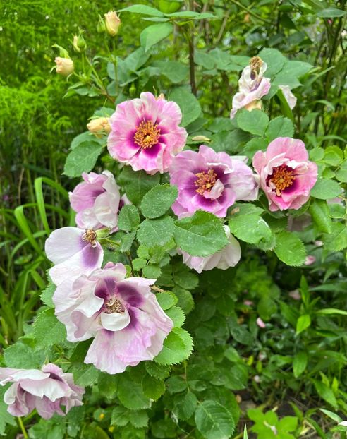 A61F8CE9-F5EA-46C2-BC84-036A1C6944F6 - Trandafiri 2023