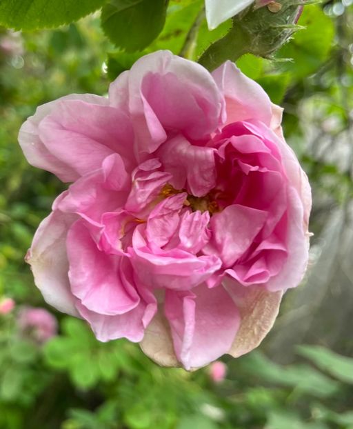 19596AD9-3A96-4A20-A860-9F1D916DD521 - Trandafiri 2023