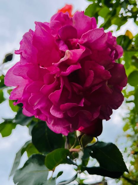 054536A2-D110-49B4-B935-9E1F4D602350 - Trandafiri 2023