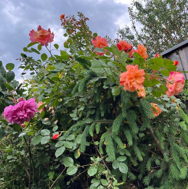 AC083CDA-8F3F-4341-8380-DA9577FCE735 - Trandafiri 2023