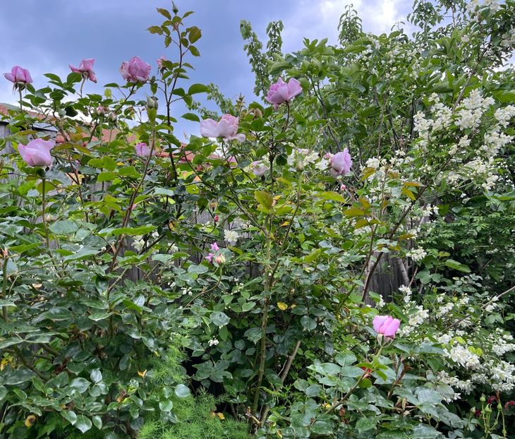 CC8769A1-5282-432E-A4E5-112D7E259273 - Trandafiri 2023