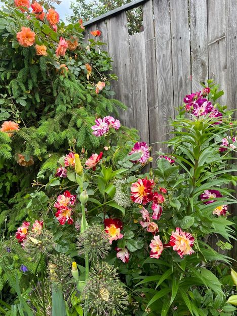 2B7E7CD7-6177-4876-8325-D93217345A56 - Trandafiri 2023