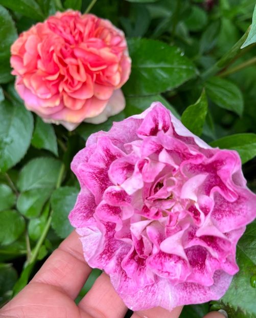 Let s celebrate și 148 - Trandafiri 2023