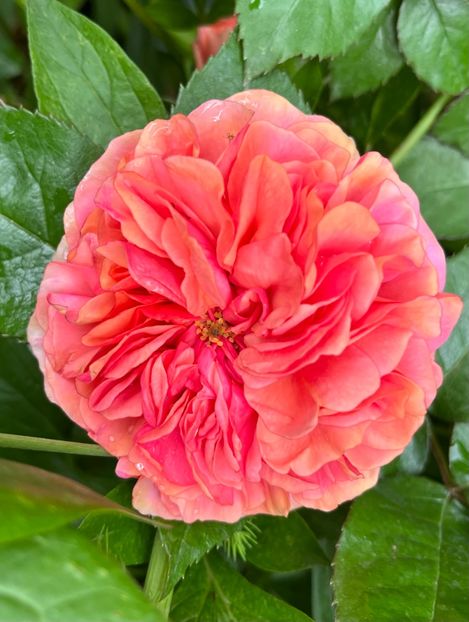 148 - Trandafiri 2023