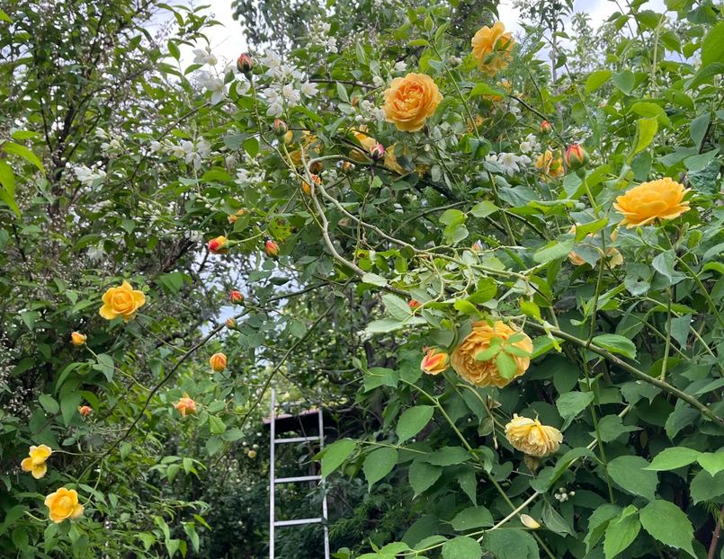 Thomas Graham - Trandafiri 2023