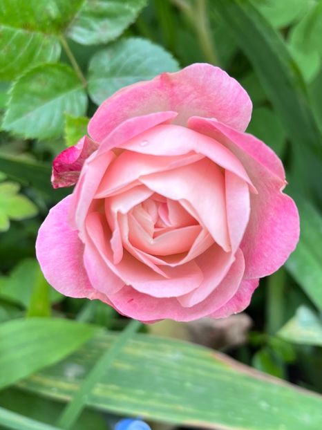 68ACF7AD-079B-4589-B9E6-D840BC36F38D - Trandafiri 2023