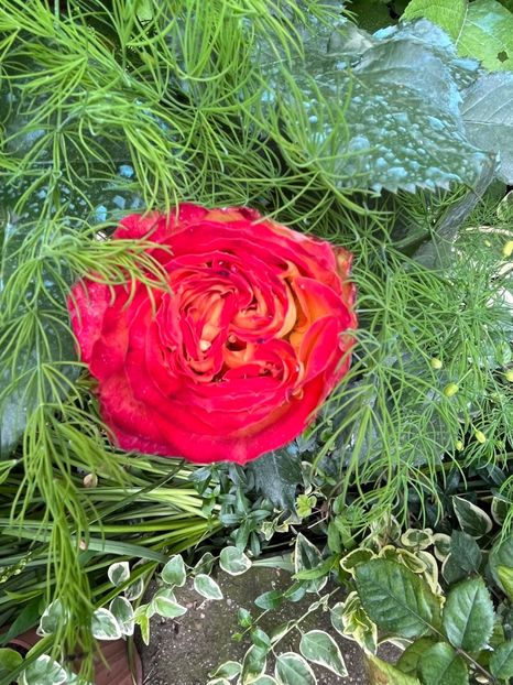 5DC415F7-B5D5-46B6-8320-9F7F1D18B482 - Trandafiri 2023