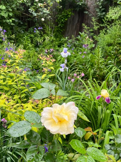 434F4A1E-5A83-40F8-9889-B5F30FFE5076 - Trandafiri 2023