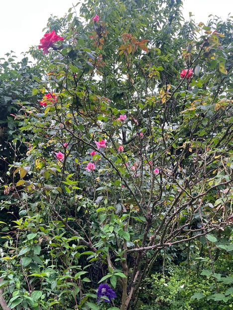 F4D43DC2-EF92-4189-B75C-BF24747E56A1 - Trandafiri 2023