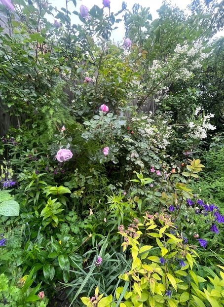 D329CEE7-4ED0-4EB9-88FC-9C63E574B69A - Trandafiri 2023