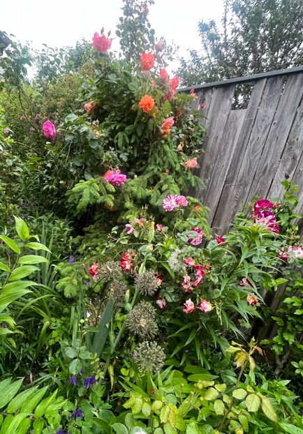 41FAF254-1EDB-4CD8-96D5-E668C3618F19 - Trandafiri 2023