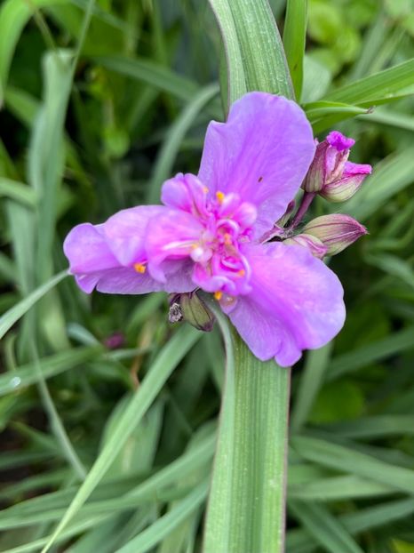 Trandrscantia - Flori 2022 2023