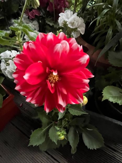 37D5C863-922F-49DB-9336-20D55678D61C - Dalii 19-20 23