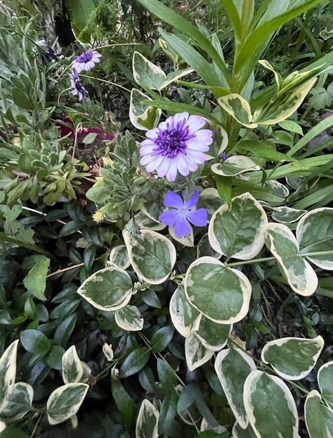 8D2B6715-480E-4D1D-91F9-0BC768D579E9 - Flori 2022 2023