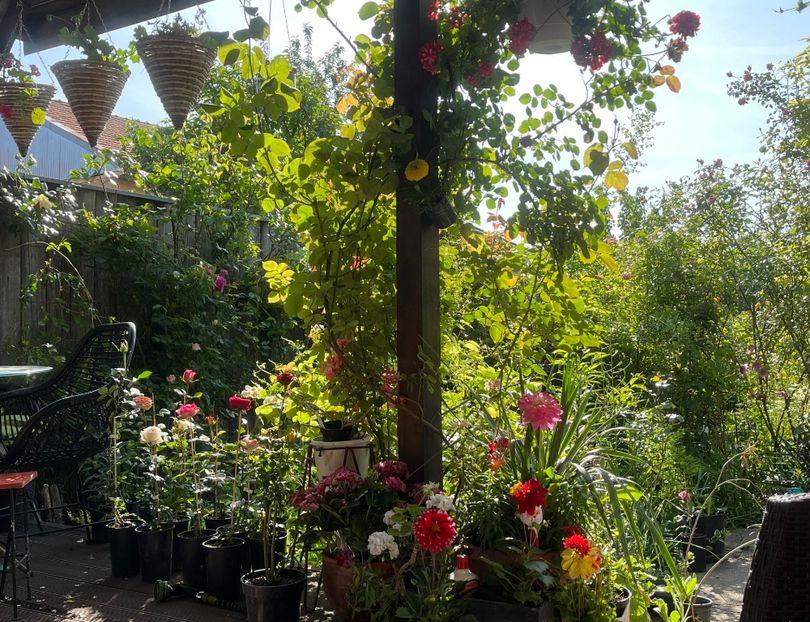 58E8AC45-4CBC-4CF3-8476-F9F11E507CEE - Flori 2022 2023