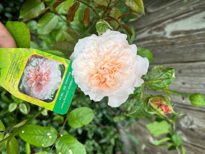 3035B219-AE61-482C-BF0C-9FFD2AED8AEC - Trandafiri 2023 3 2024