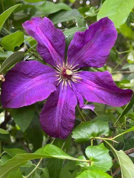 B05044DE-09FE-4483-AA9B-CEC474534B51 - Clematite 2020-2023
