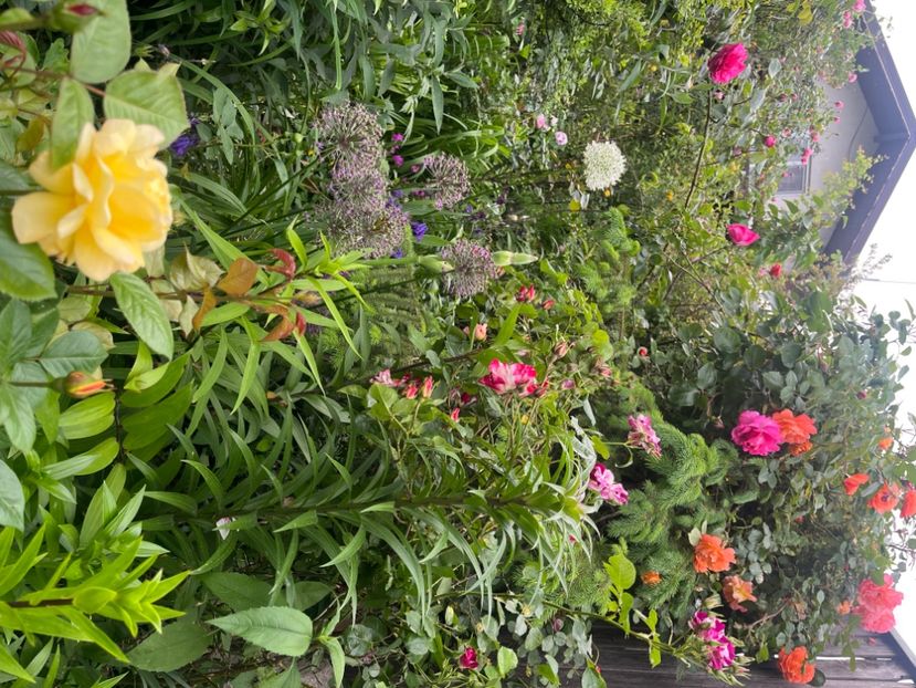 F5E1E00A-0961-4AF4-BDB1-9332FC1EA32B - Trandafiri 2023