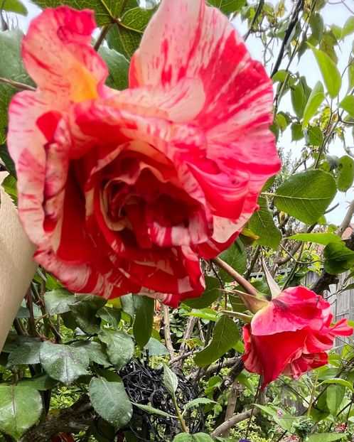 53DAB7C5-AD69-4D77-910A-A08ED1E3F081 - Trandafiri 2023