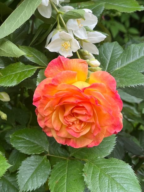 F946C842-148F-45D5-A136-3B741C4BB951 - Trandafiri 2023