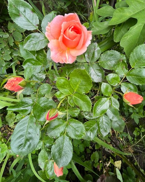 8195FBA8-B378-4A08-9DD1-06E1D0ABFB78 - Trandafiri 2023