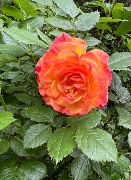 320881D6-702A-42A4-8DE0-64215F3524D0 - Trandafiri 2023