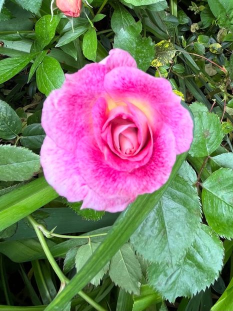 628C2BAF-020E-4B02-9960-C5B8A8AF62E9 - Trandafiri 2023