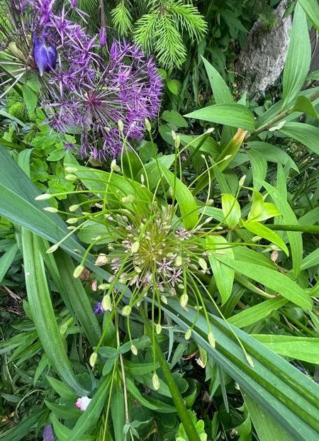 CB0FB27F-276D-46A2-9F19-7C6059E905BB - Allium 2020 21 22