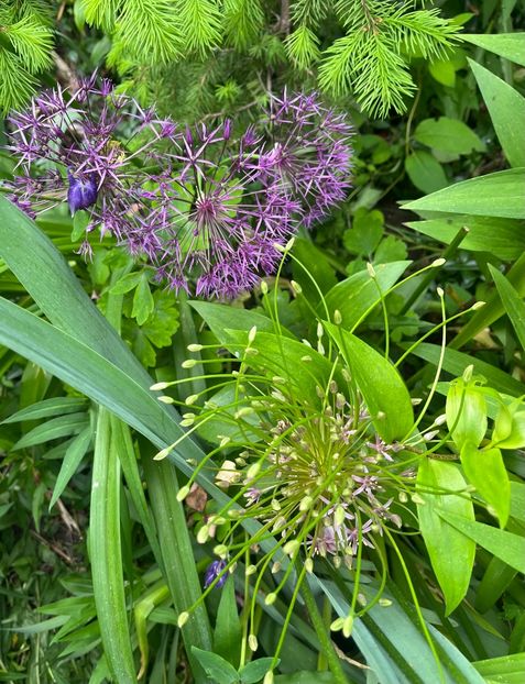BDA7628C-8BB6-44EB-AD11-3DE127528AEC - Allium 2020 21 22
