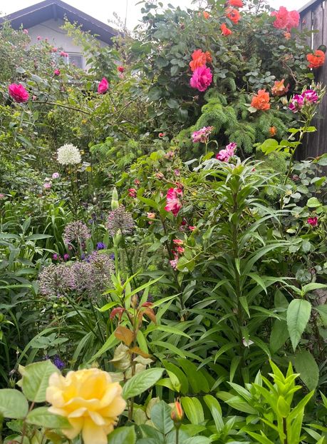 C7C4E675-9B5B-4324-BCD6-9E7D1FE4BC12 - Trandafiri 2023