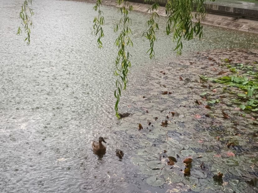  - Căutând bucuria la pas