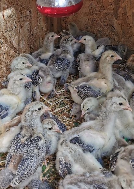  - a__Pui și tineret brahma 2023