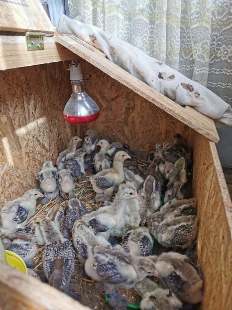  - a__Pui și tineret brahma 2023