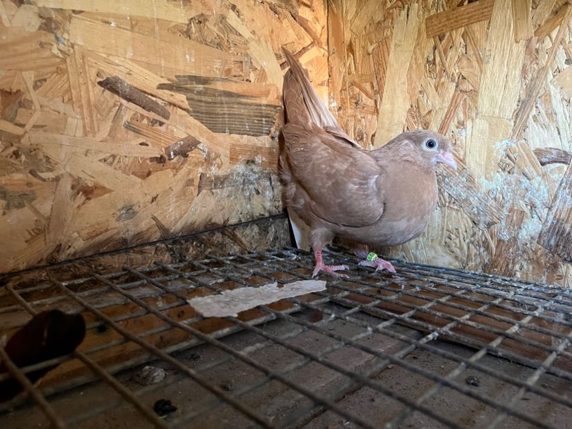 2995/23 - 6-lot zbor 2023