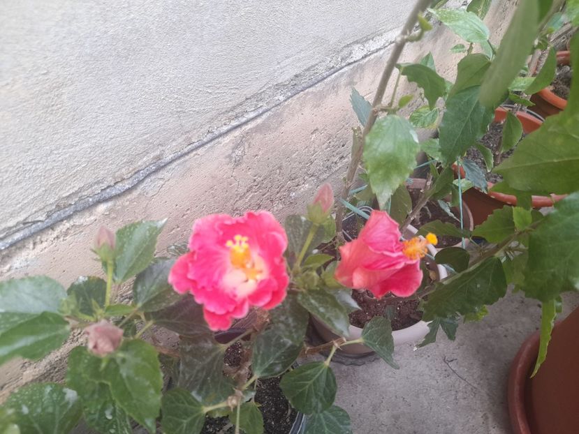  - 1 Bucurii nemuritoare 2023