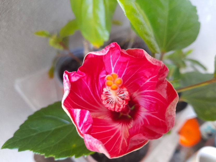  - 1 Bucurii nemuritoare 2023