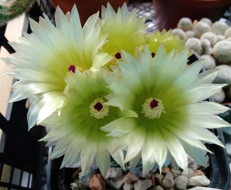 Notocactus elegans - 2023