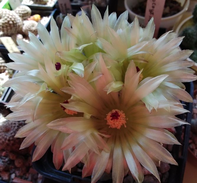 Notocactus elegans - 2023