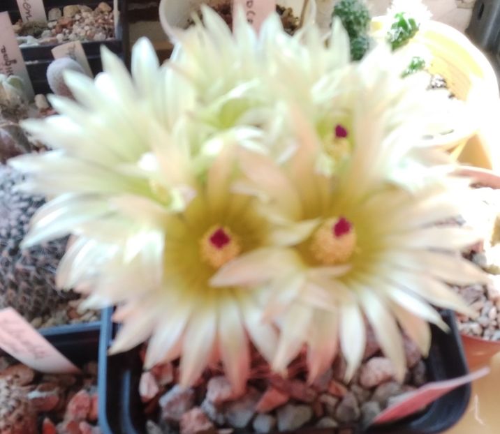 Notocactus elegans - 2023