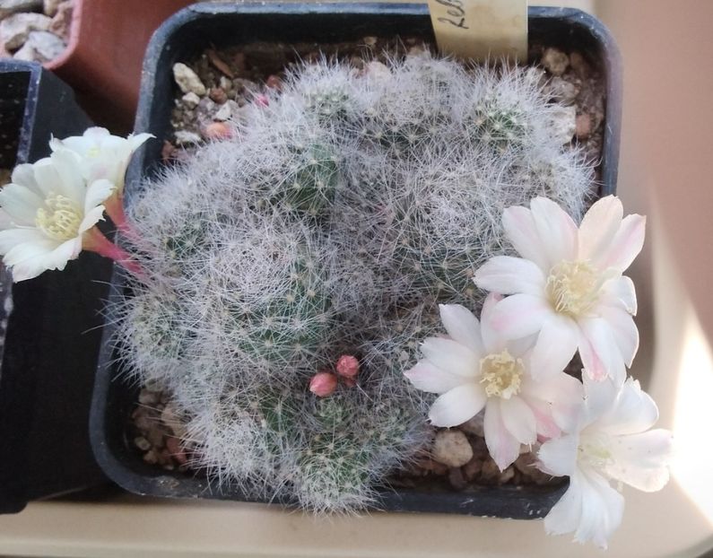 Rebutia albiflora - 2023