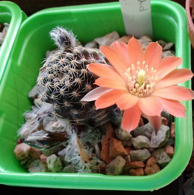 Rebutia pygmea - 2023