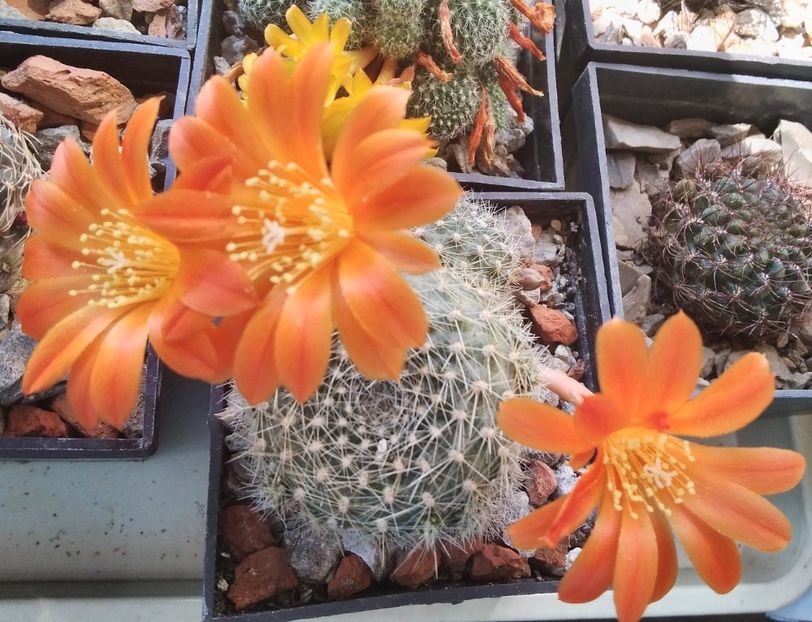 Rebutia senilis - 2023