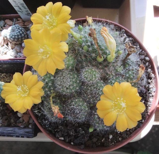 Rebutia senilis var. kesselringiana - 2023