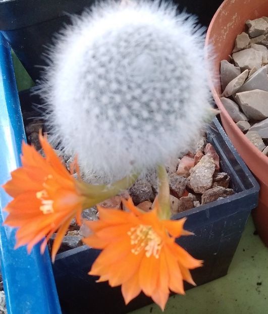 Rebutia muscula - 2023